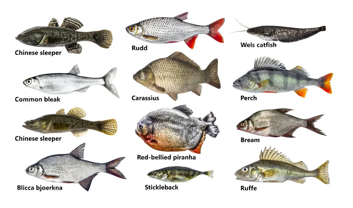 fish species