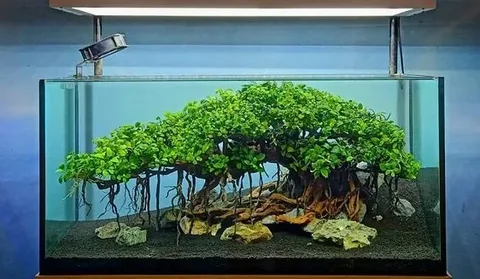 Anubias-Bonsai