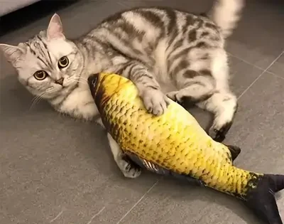 Fish-Gills-Good-for-Cats