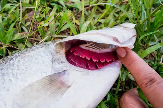 Fish-Gills