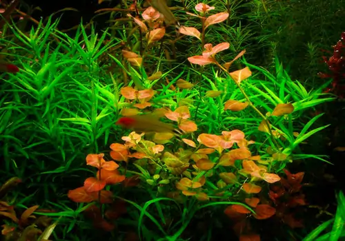 Ludwigia