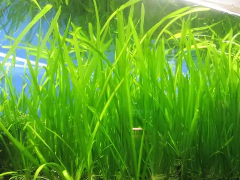 Vallisneria