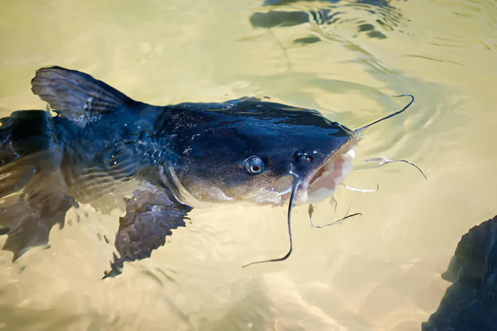 catfish species