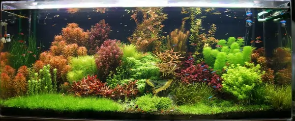 live aquarium plants 