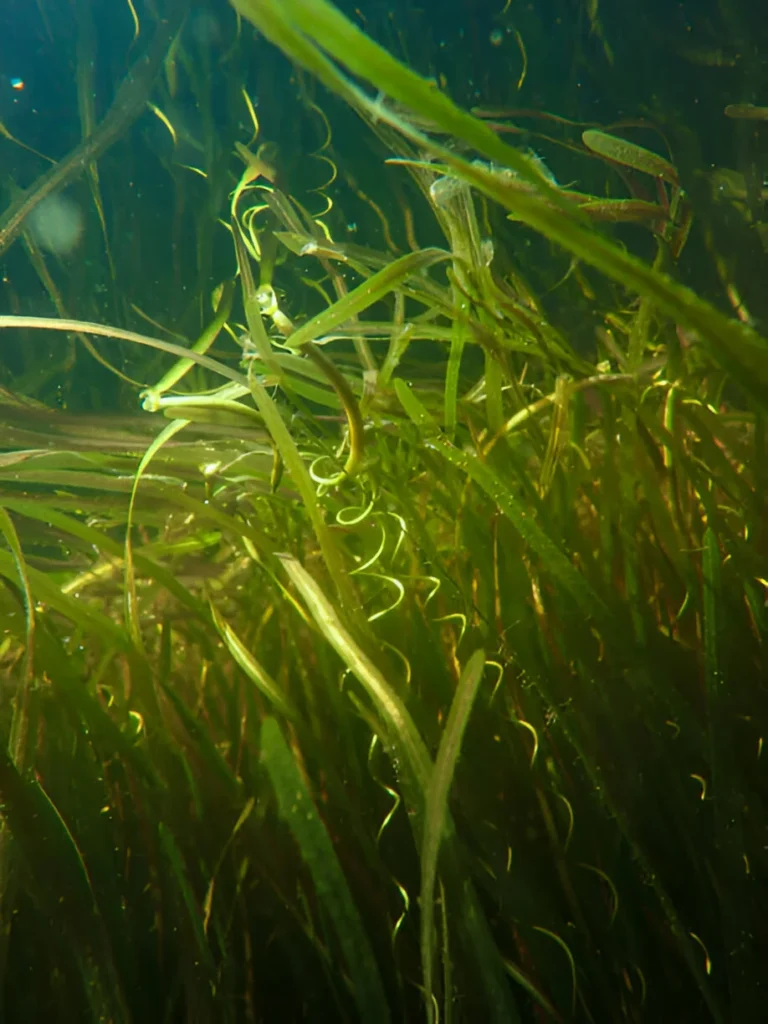 Vallisneria family