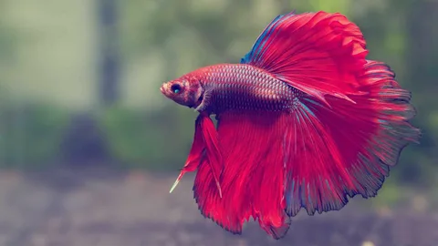 Betta-Fish