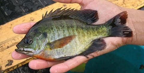 Bluegill