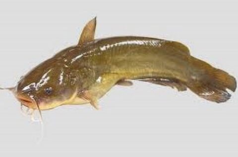 Bullhead Catfish