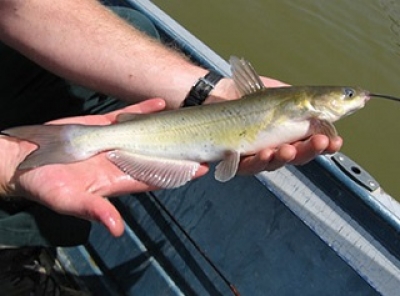 Channel Catfish