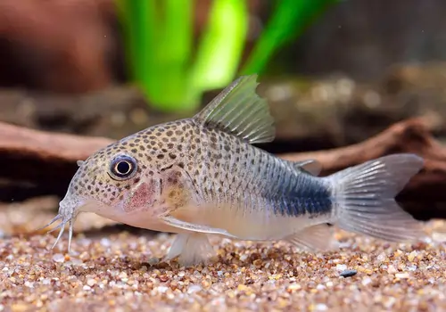 Corydoras