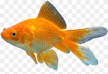 Goldfish