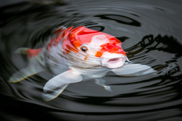 koi fish