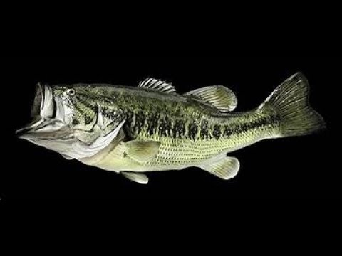 Largemouth Bass