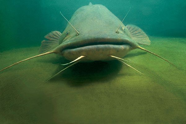 Mudcat catfish