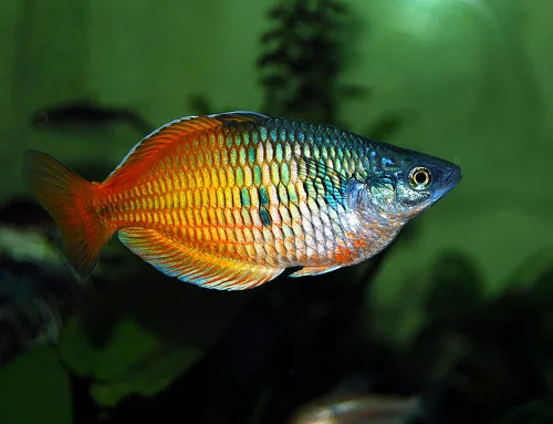 Rainbowfish (Dwarf)