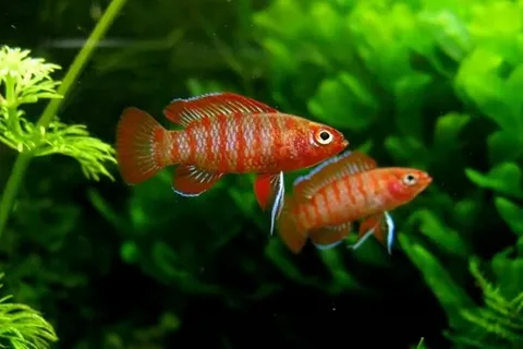 Scarlet-Badis