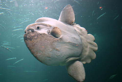 Sunfish