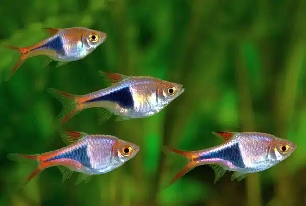 Tetras and Rasboras