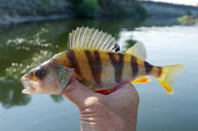 Yellow Perch