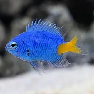 Yellowtail-Damselfish