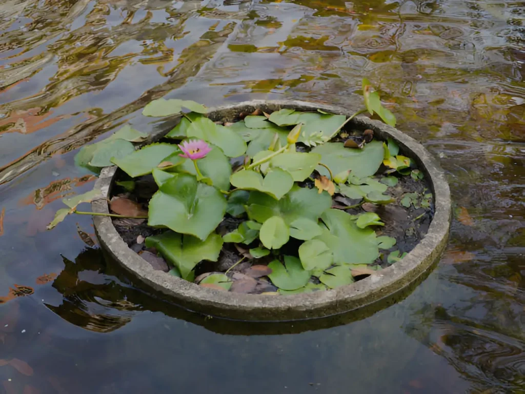 lotus flowers