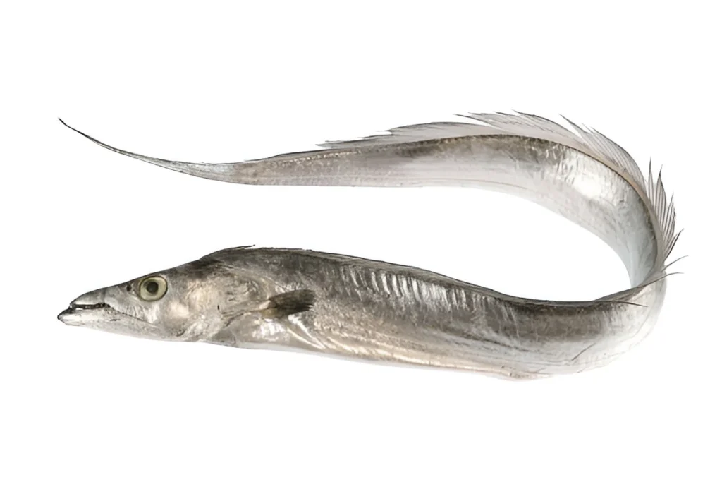 ribbonfish