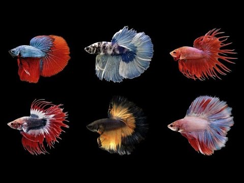 betta rim fish species