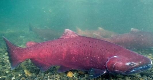 Chinook salmon