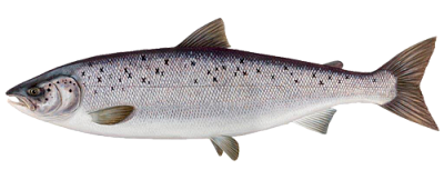 salmon fish