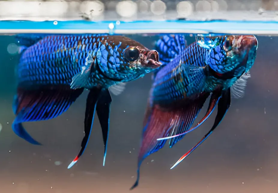 blue rim fish in aquarium