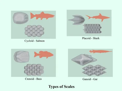 fish scales types