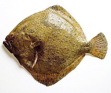 turbot fish