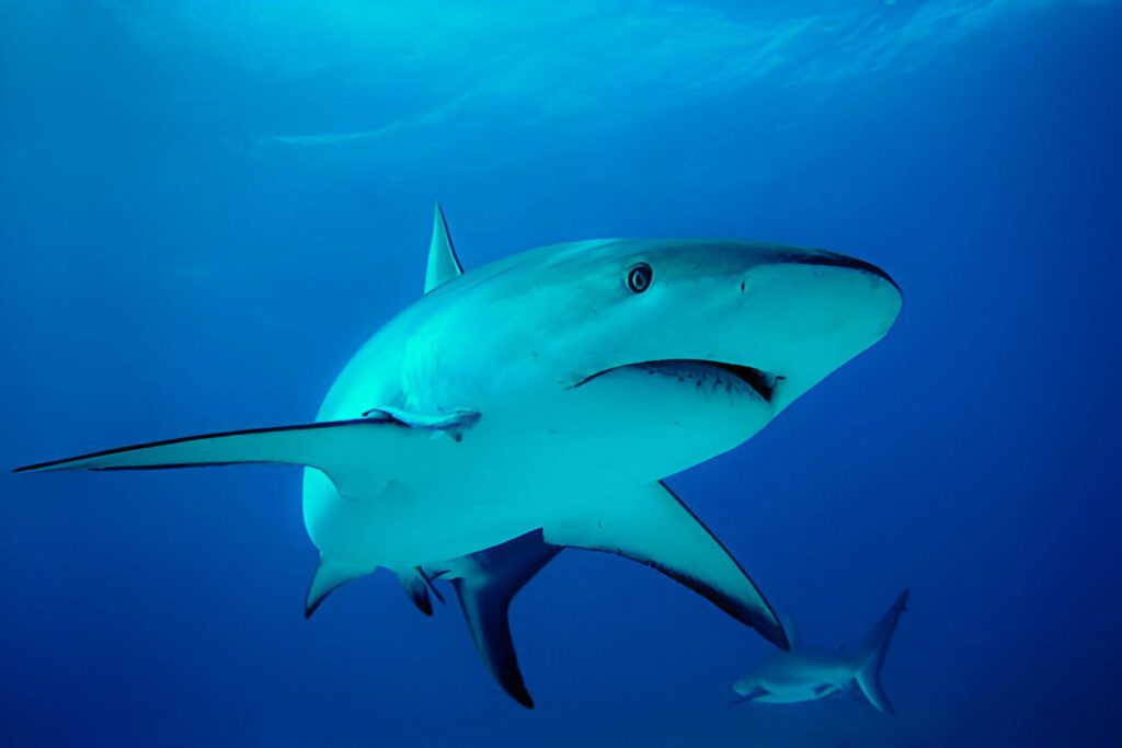 Bronze Whaler Shark